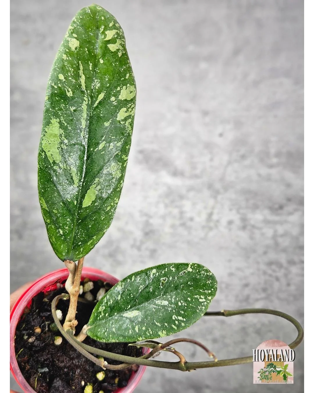 Hoya sp Jabar A (1).jpg
