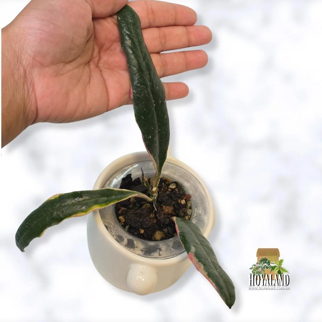 Hoya sulawesiana albo (5).jpg