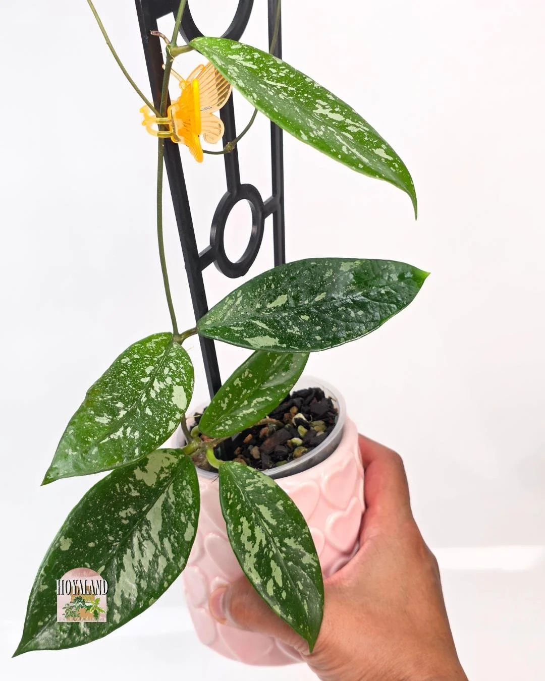 Hoya lai chau splash.jpg