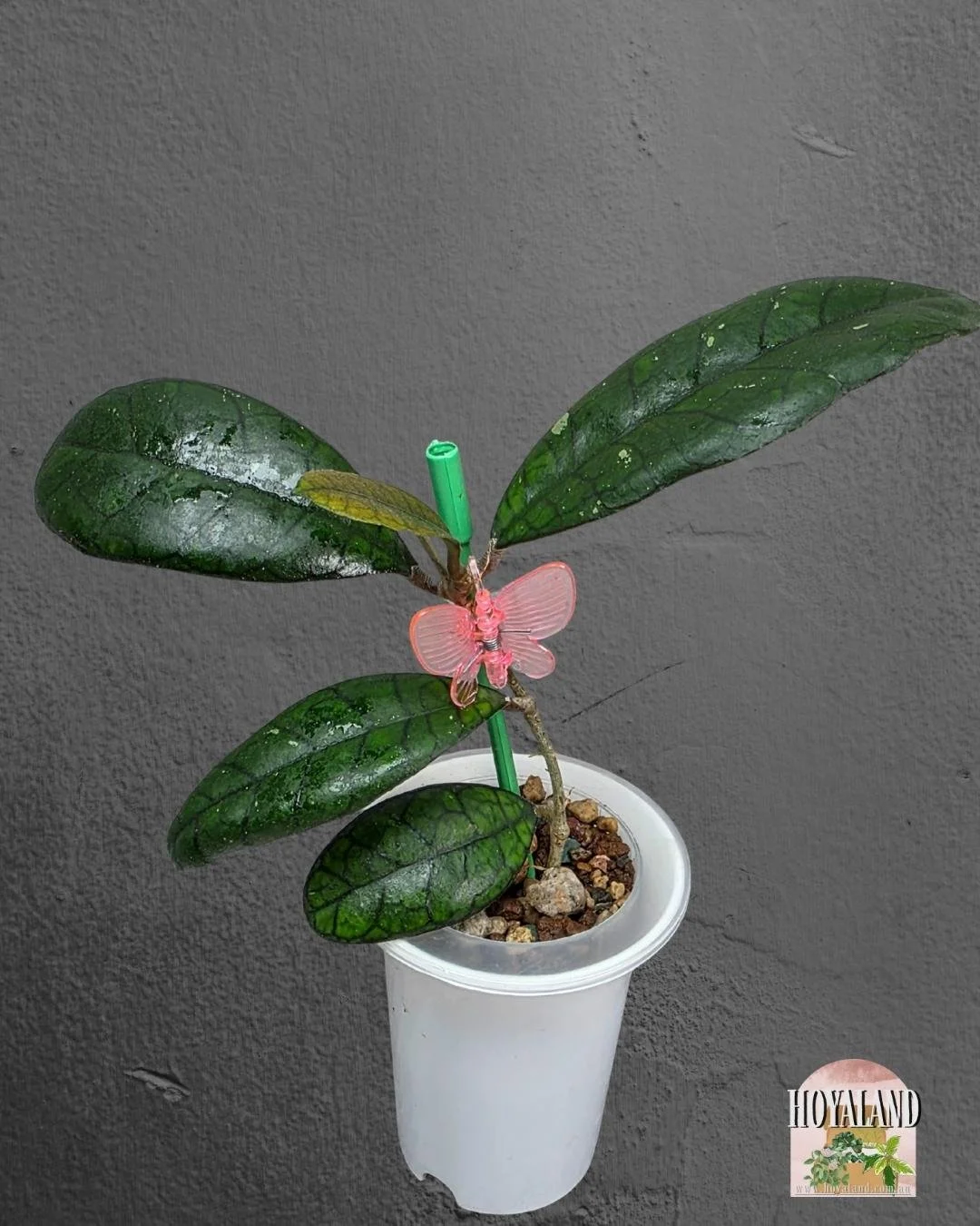 Hoya finlaysonii ah 021.jpg