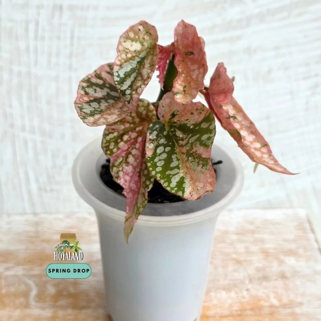 Begonia snow cap variegata (8).jpg
