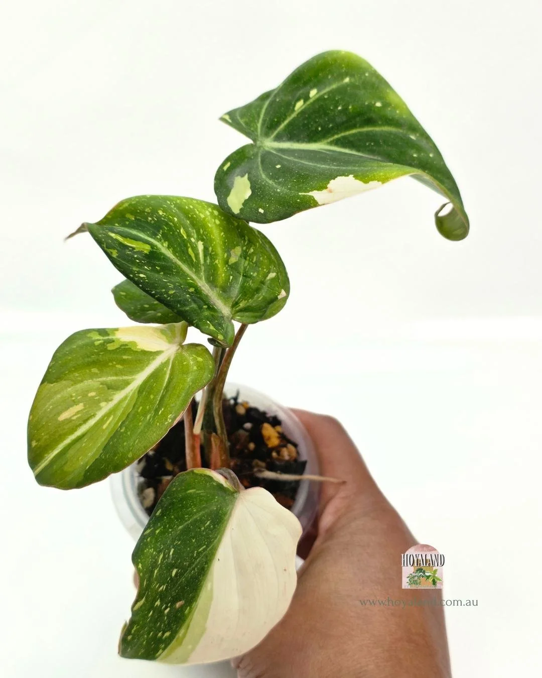 Philodendron gloriosum variegata A.jpg