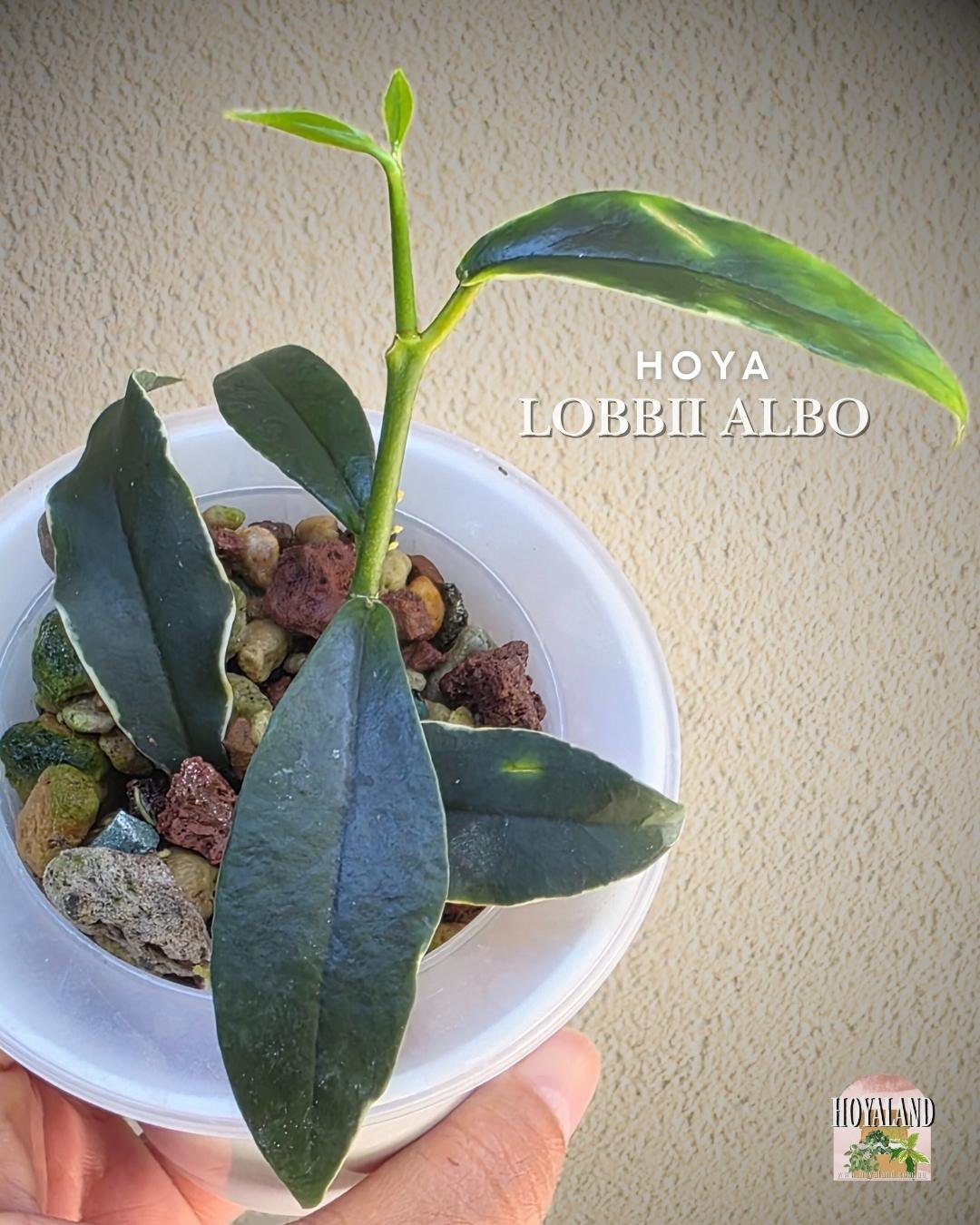 hoya lobbii albo (4).jpg