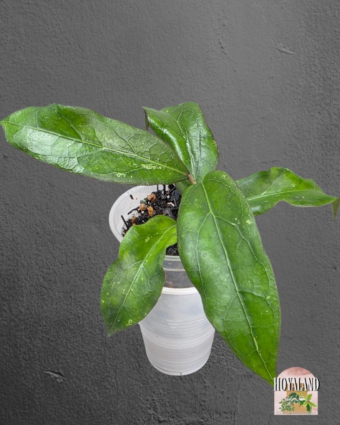 Hoya Swiffer's Treat (4).jpg