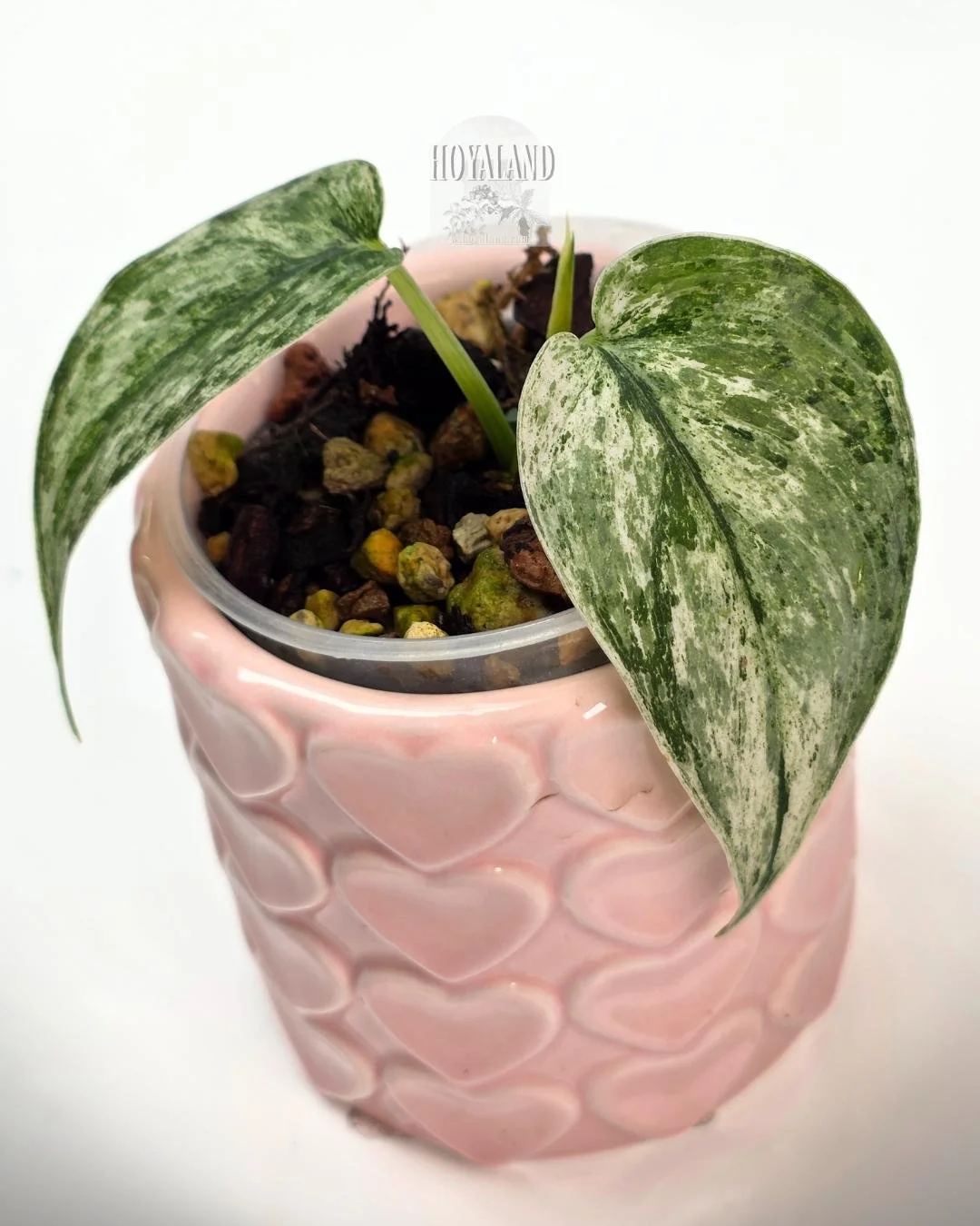 🌞 Rare Scindapsus 'Perlas'  🩷