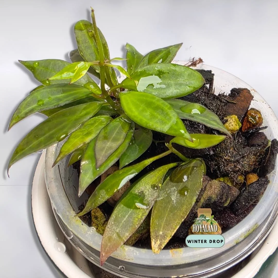 Hoya microdwarf (Ultra-Miniature Collector Clone)