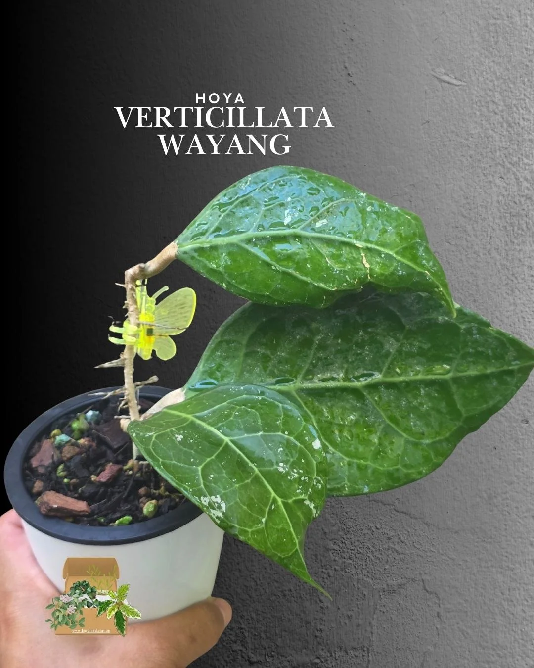 Hoya verticillata sp Wayang (2).jpg