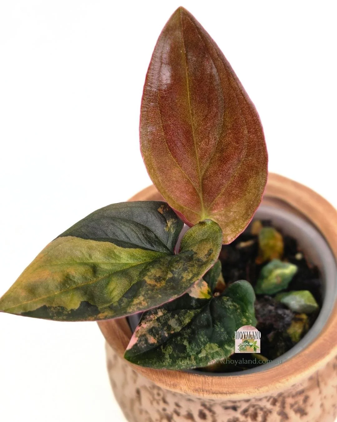 Syngonium red arrow variegata.jpg