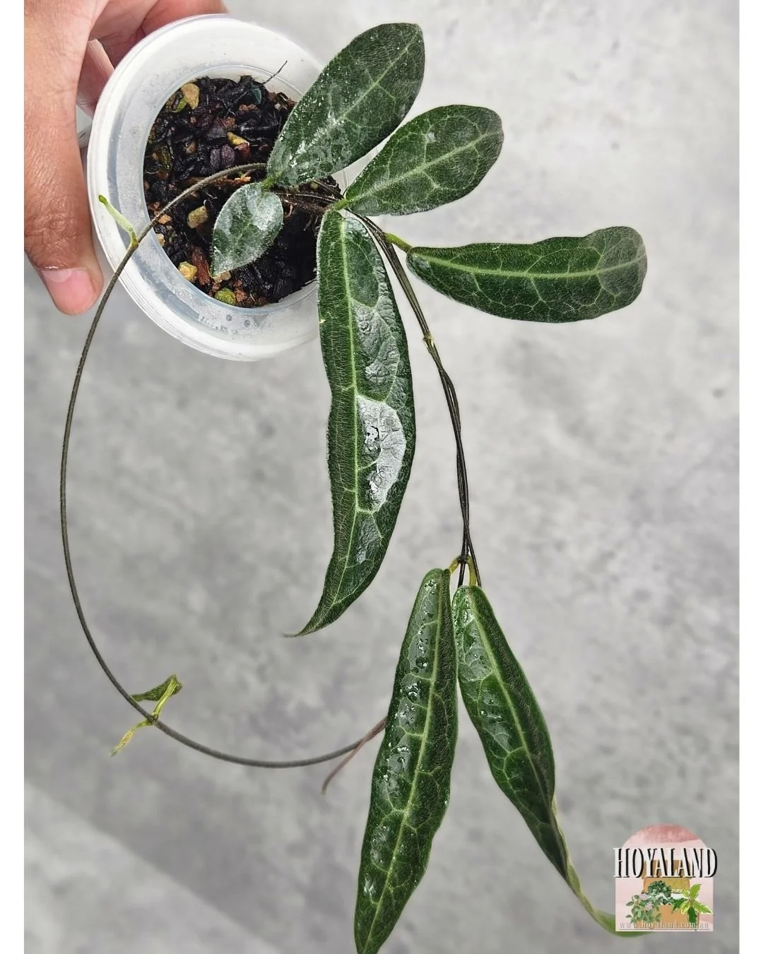 🌞 NEW Hoya Hypolasia Indonesia Clone not  IML 🎄