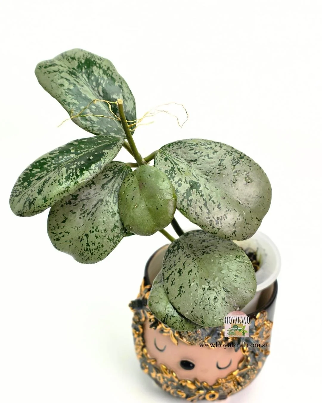 Hoya chiang dao silver (2).jpg