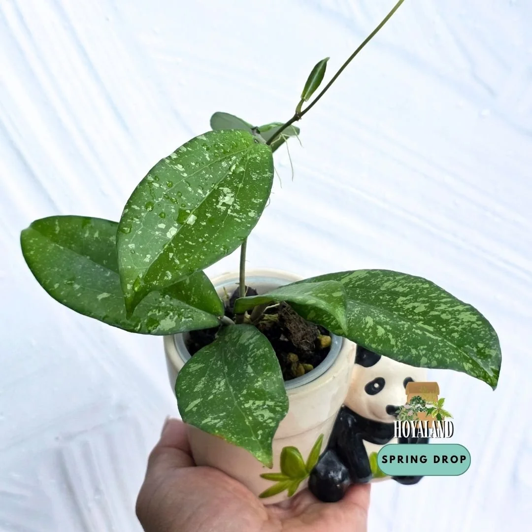 Hoya erythrina splash (3).jpg