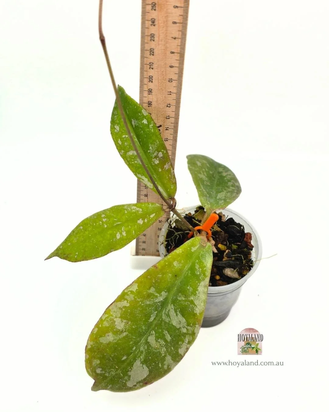 Hoya mitrata splash (5).jpg