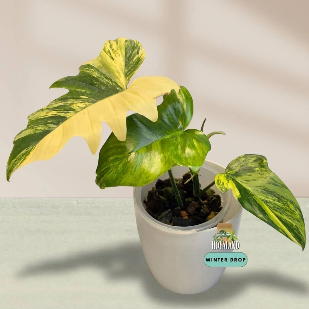 Philodendron Florida Beauty x mayoi with wide triangular leaves and light cream variegation
