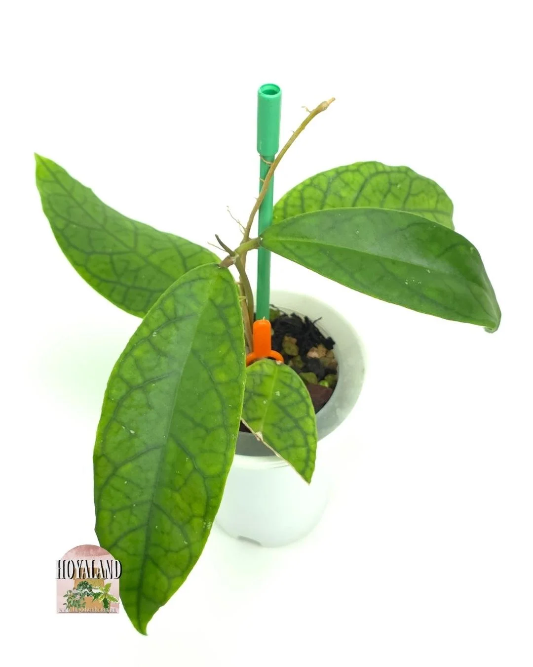 Hoya Marvels small (3).jpg