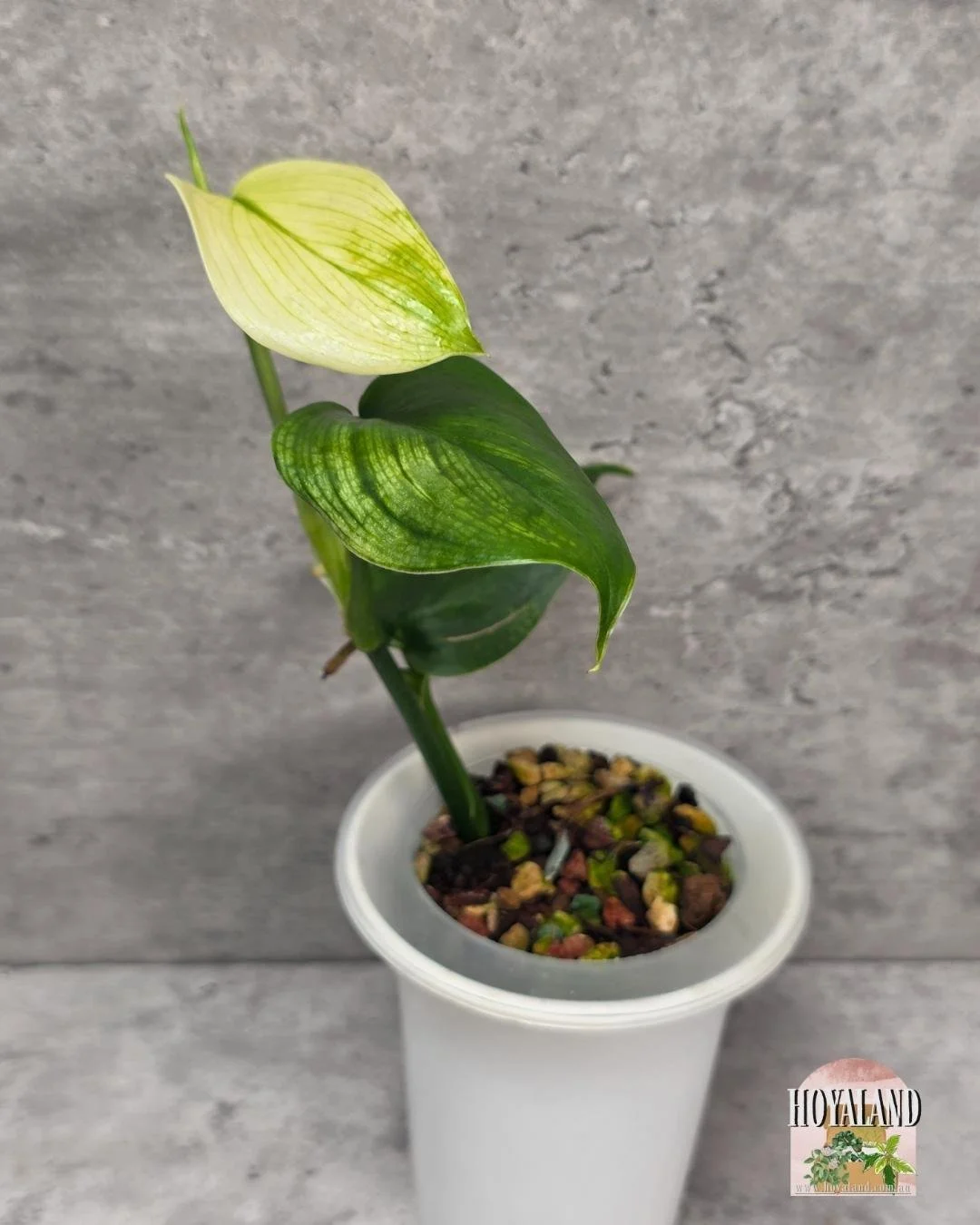 Scindapsus white monster small (2).jpg