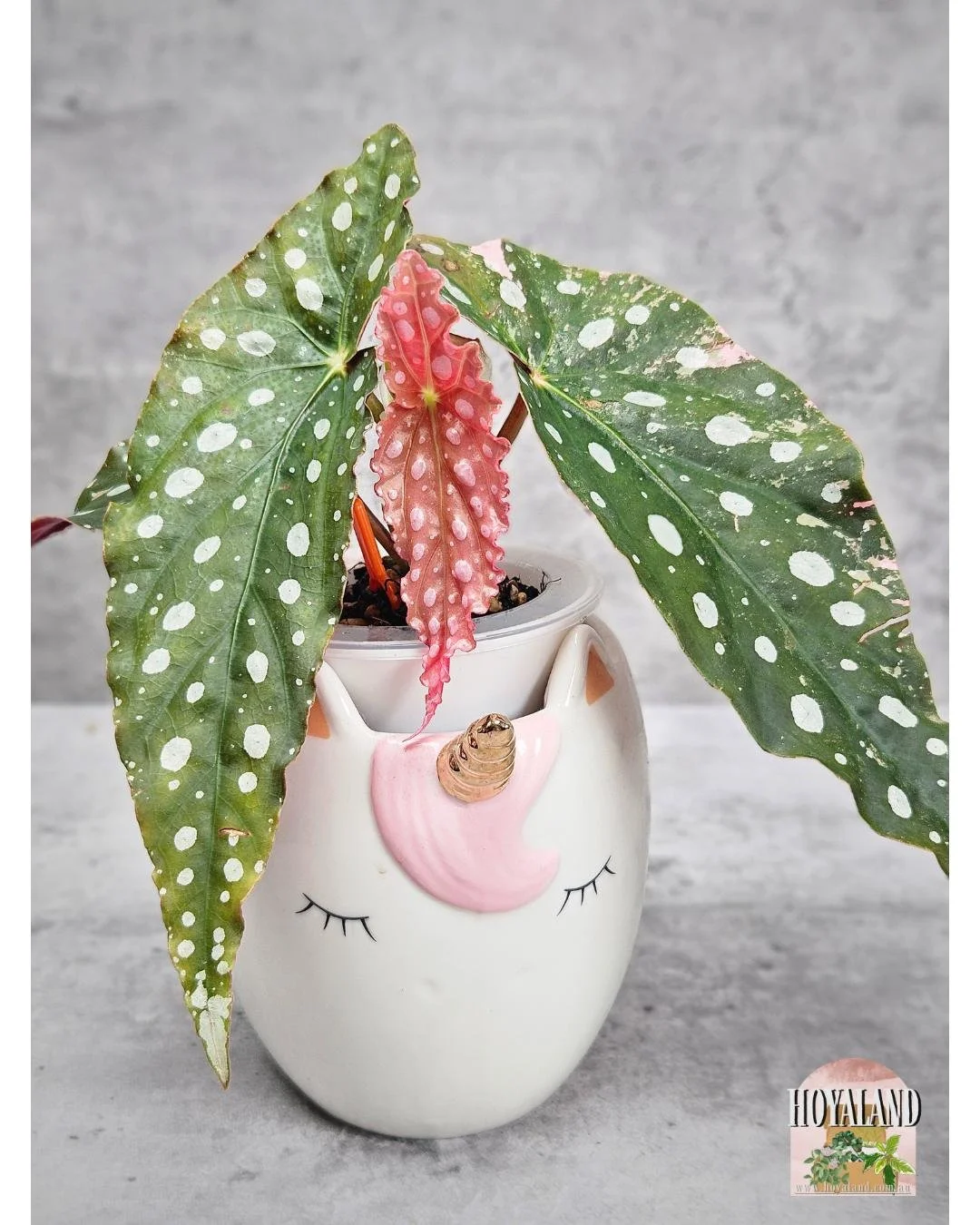 Begonia maculata wightii var (9).jpg