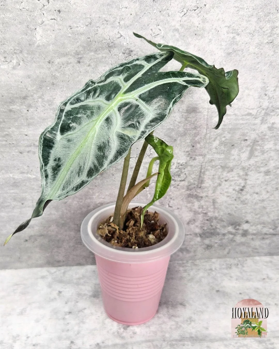 🖤 Alocasia Venom Rare Plant - Mature 🙏