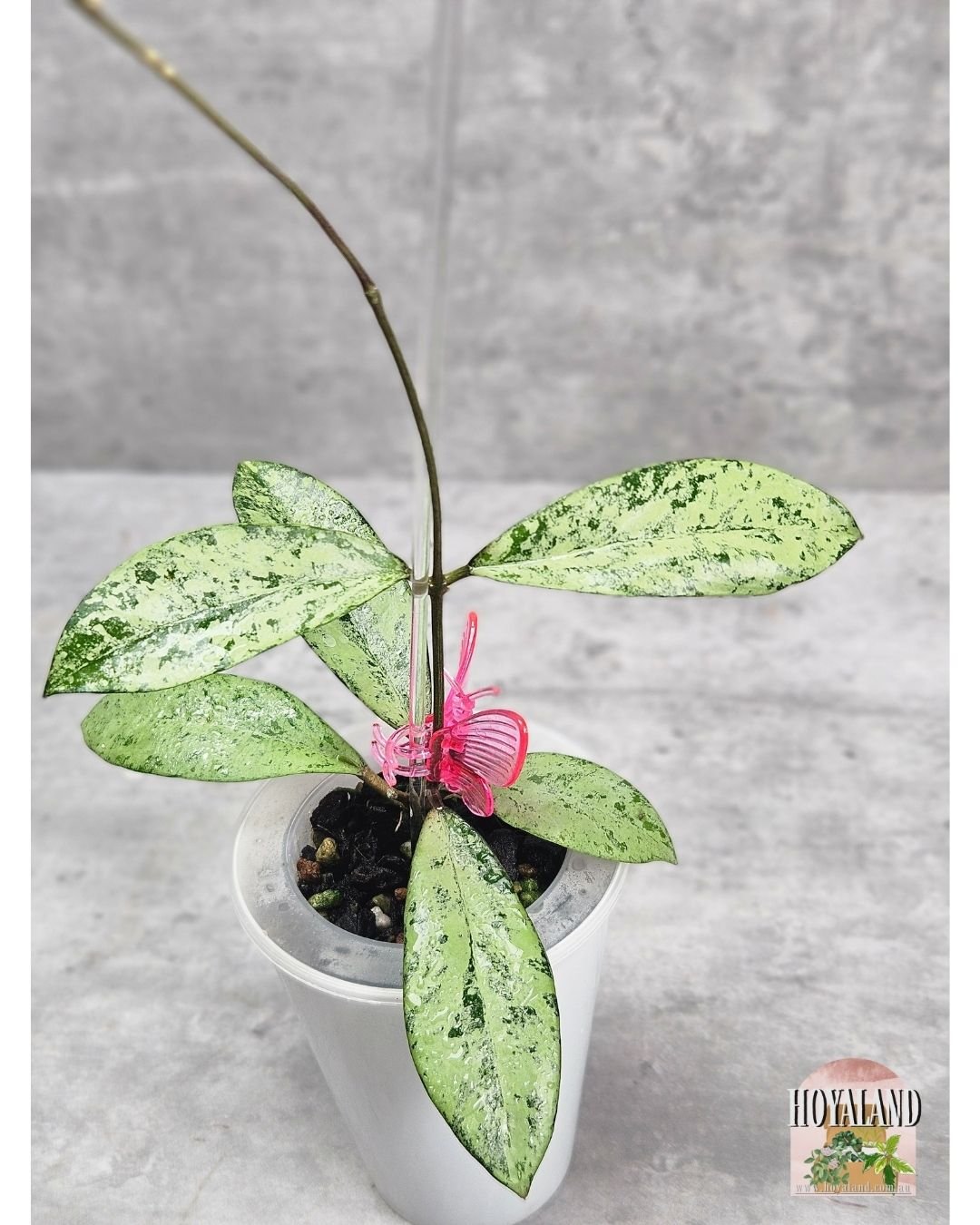 Hoya crassipetiolata x michele (1).jpg