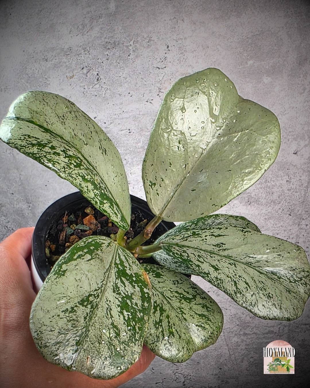 Hoya Chiang dao silver (4).jpg