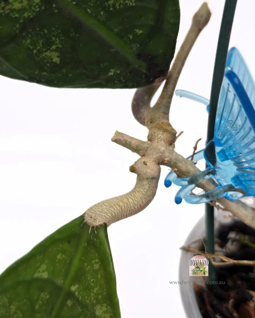 Hoya Perak Teddy Bear A (3).jpg