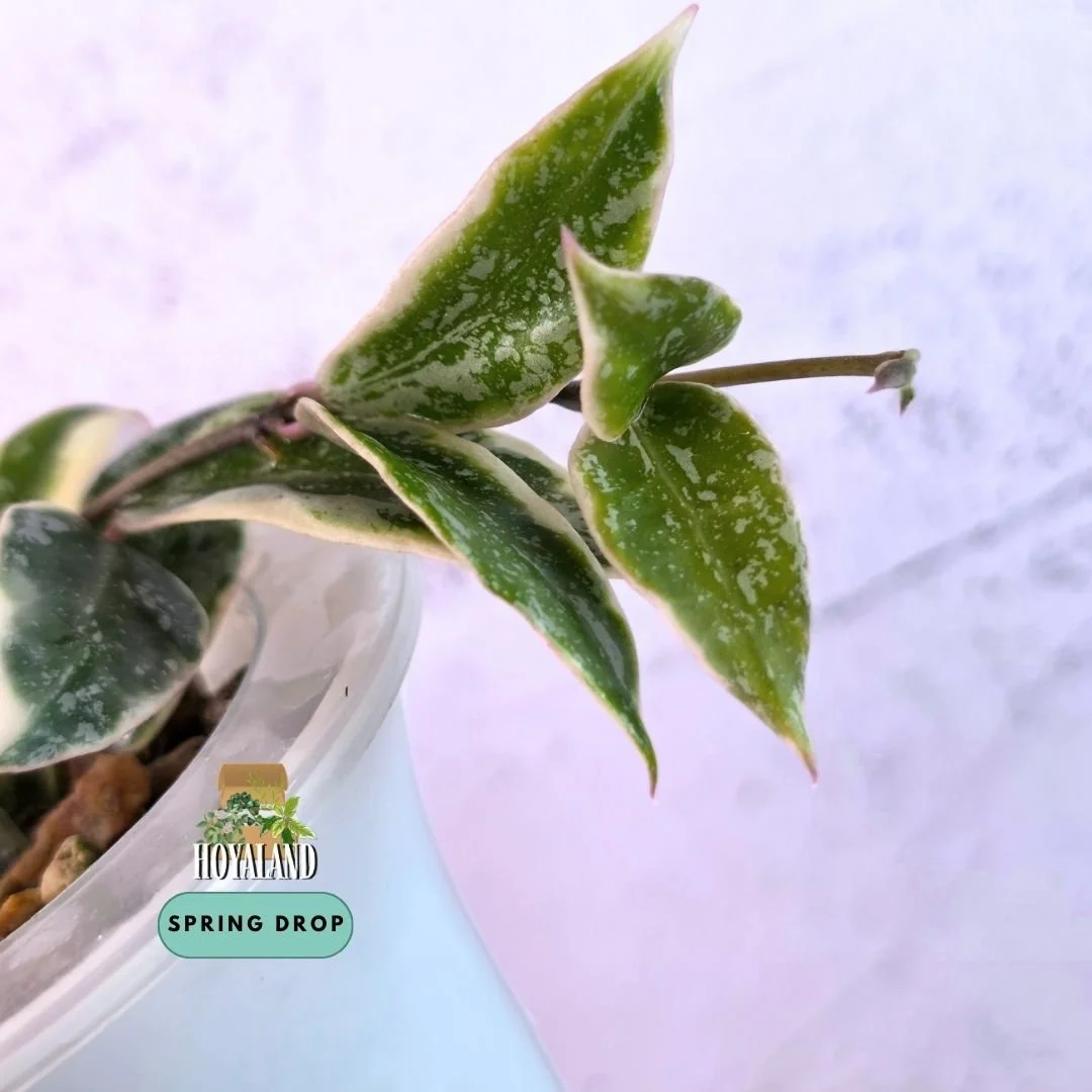 Hoya lacunosa lumina princess (5).jpg