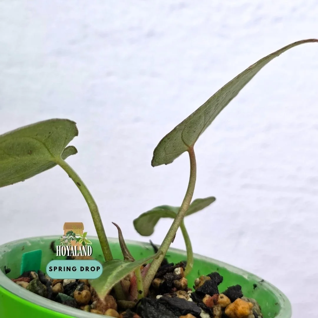 Established seed-grown Anthurium Diamond Forgetii Diamond Shield S1 seedling by Hoyaland showing closed sinus, diamond silhouette, and crystalline silver veins
