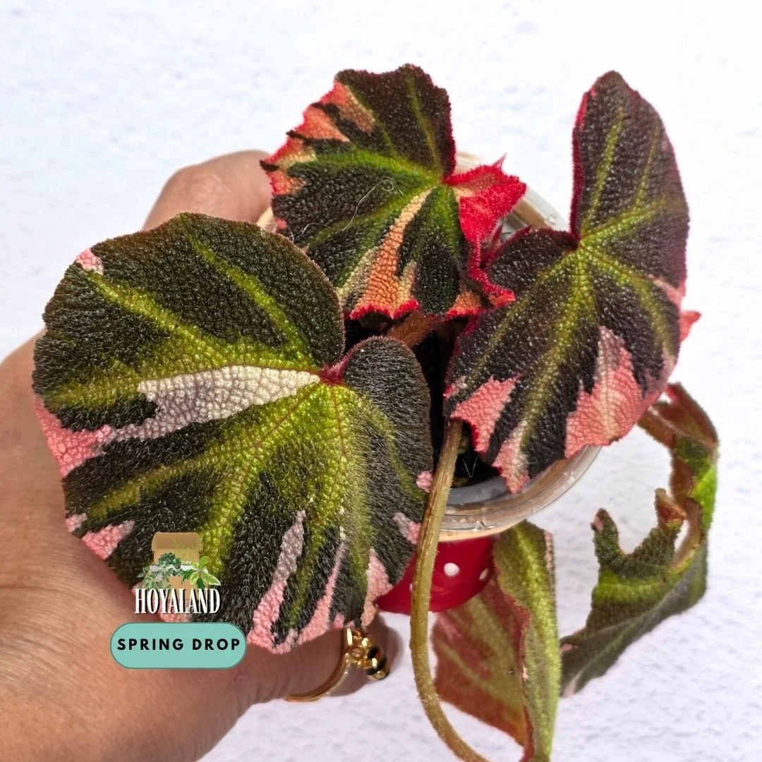 Established Begonia soli-mutata Variegata showing deeply pebbled bullate leaves with candy-pink and white sectoral variegation, fuzzy red petioles, and active crown growth points