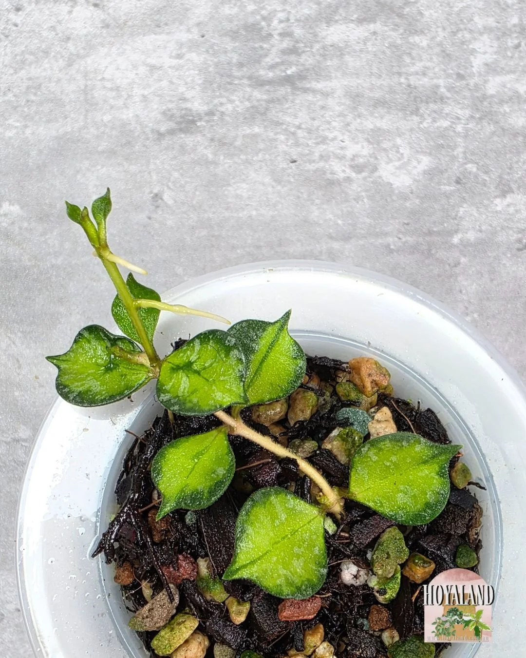 Hoya curtisii variegata.jpg