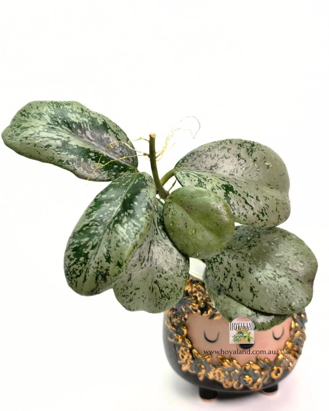 🍂 Hoya Chiang Dao Silver  Large