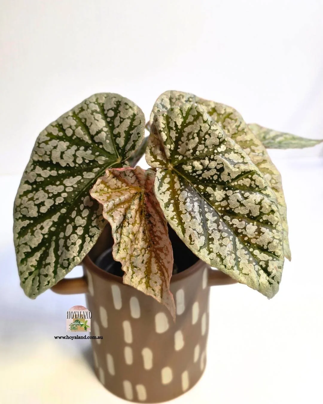 Begonia snowcap variegata (6).jpg