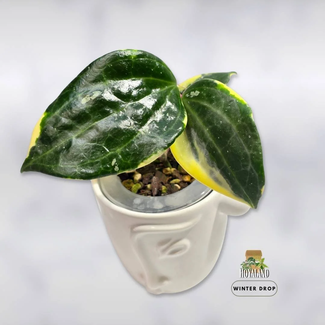 High-contrast Hoya latifolia Albo Round Form with soft round leaves and outer white variegation