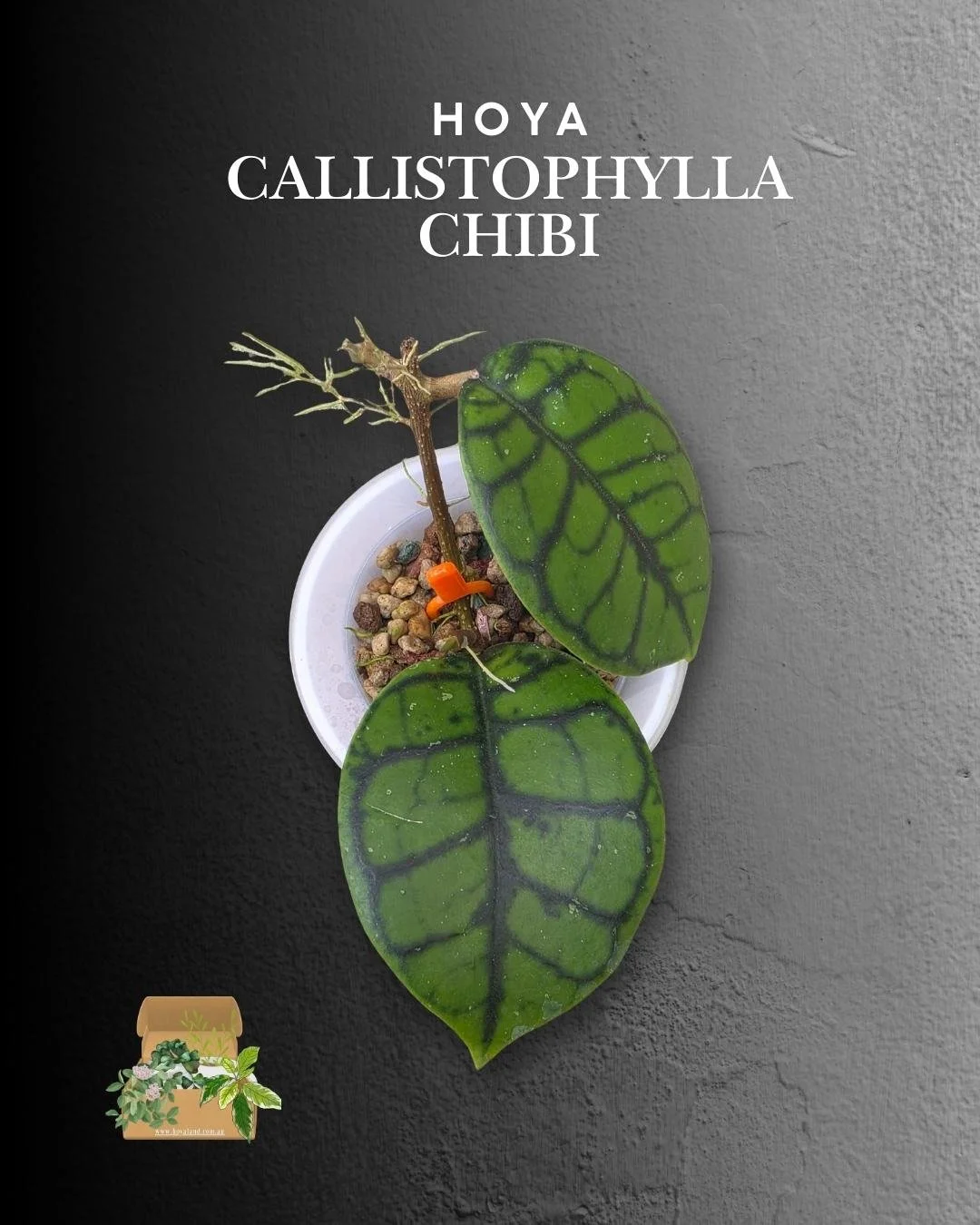 hoya callistophylla chibi (8).jpg