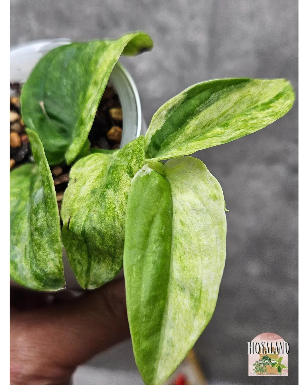 🌞  Rare Raphidophora Korthalsii Ghost Mint  Variegated ⛈️