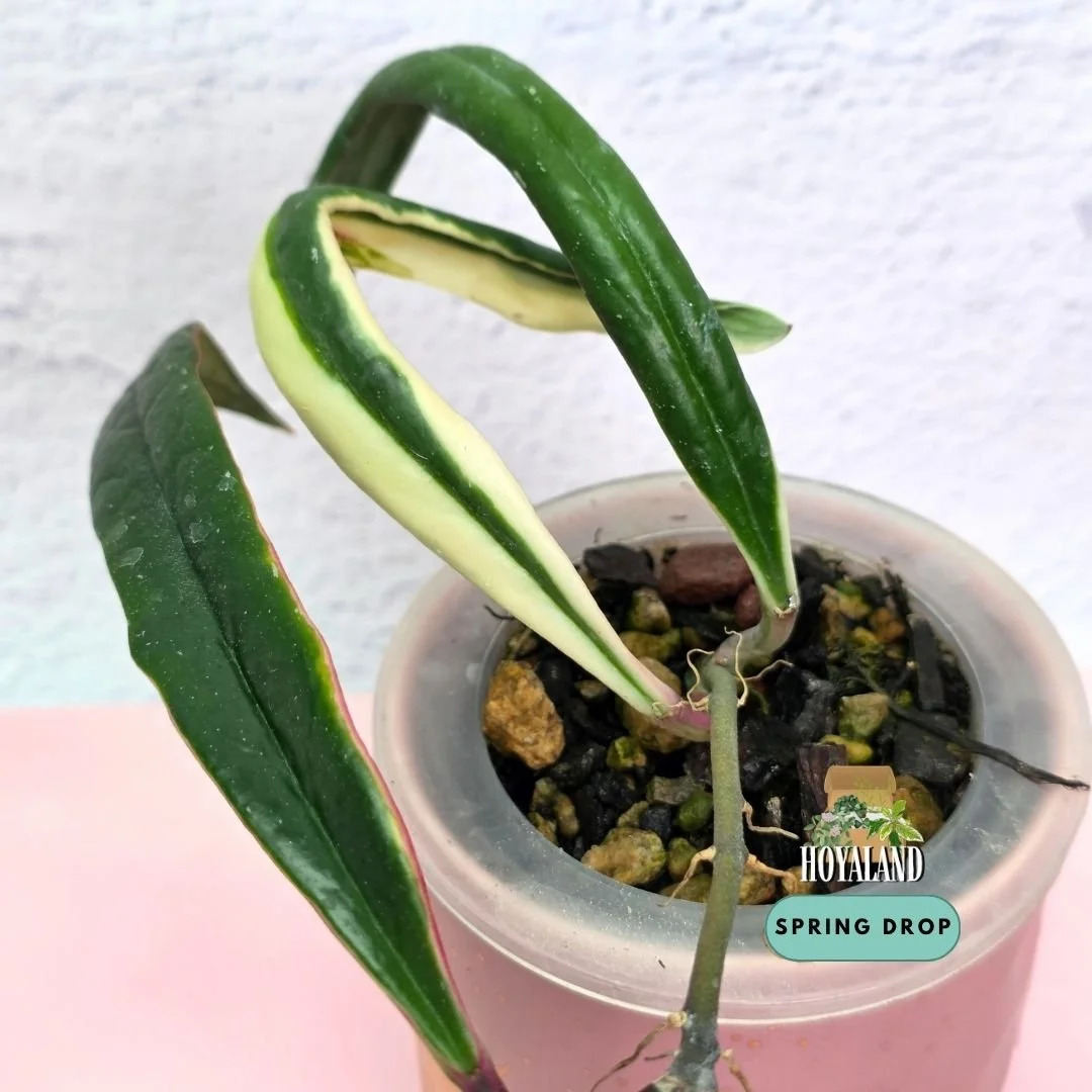 Established Hoya sulawesiana Albomarginata climbing vine showing elongated thick waxy leaves with high-contrast cream margins blushing pink