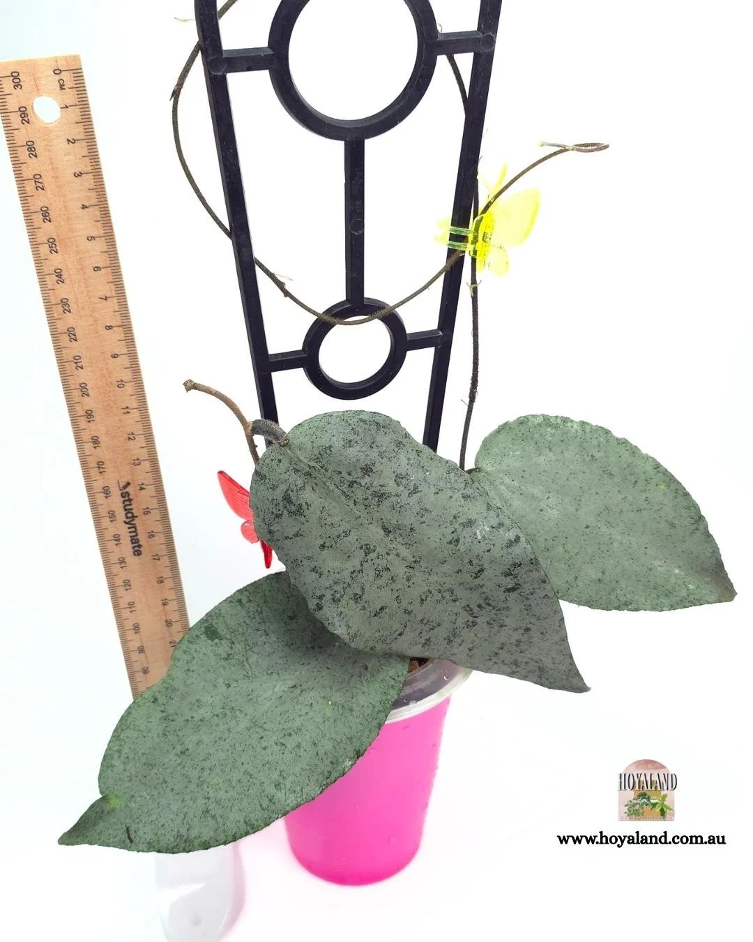 Hoya caudata argene (3).jpg