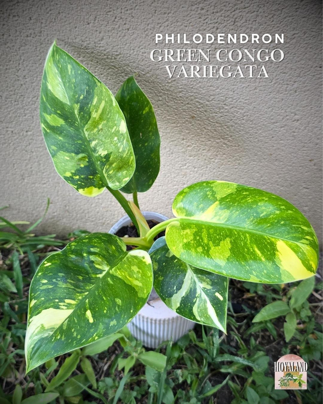🌞 Philodendron Green Congo Variegated A 🎇