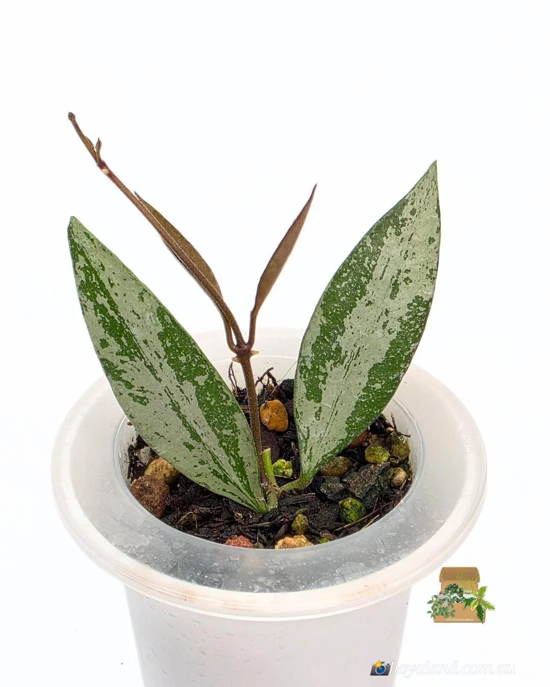 Hoya Rosita Silver 2 (5).jpg