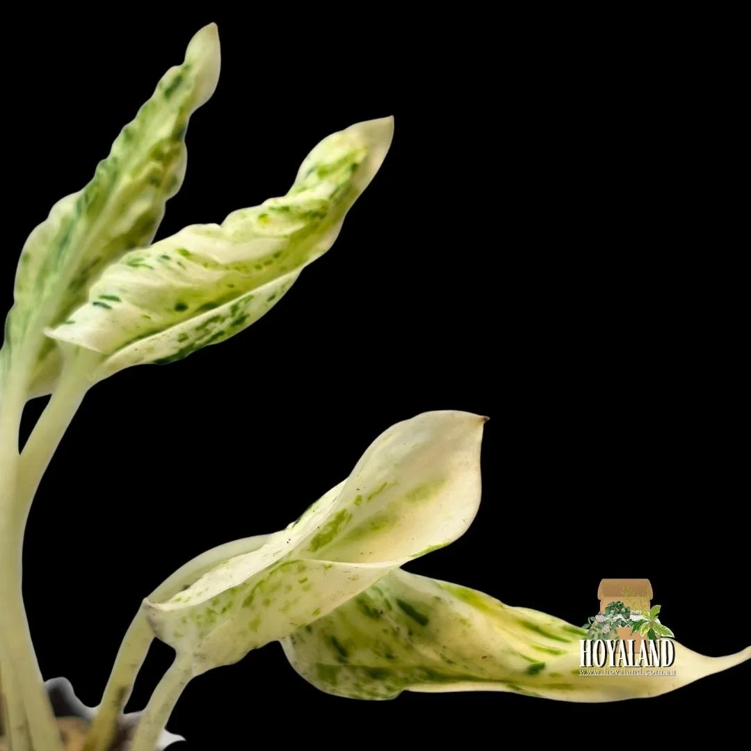 Epipremnum love song teruno (2).jpg