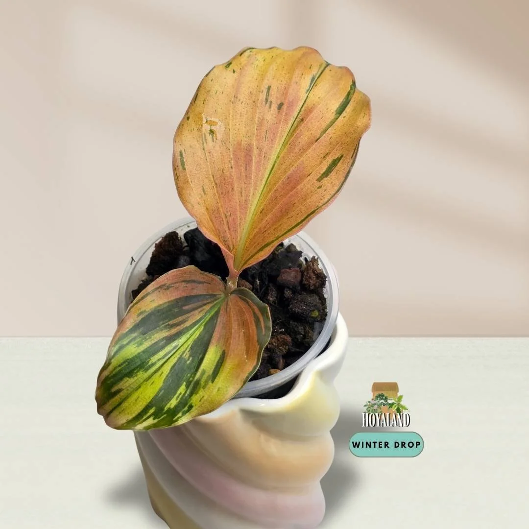 Established Kaempferia pulchra Variegata showing intricate green, orange, bronze, and pink variegated patterns