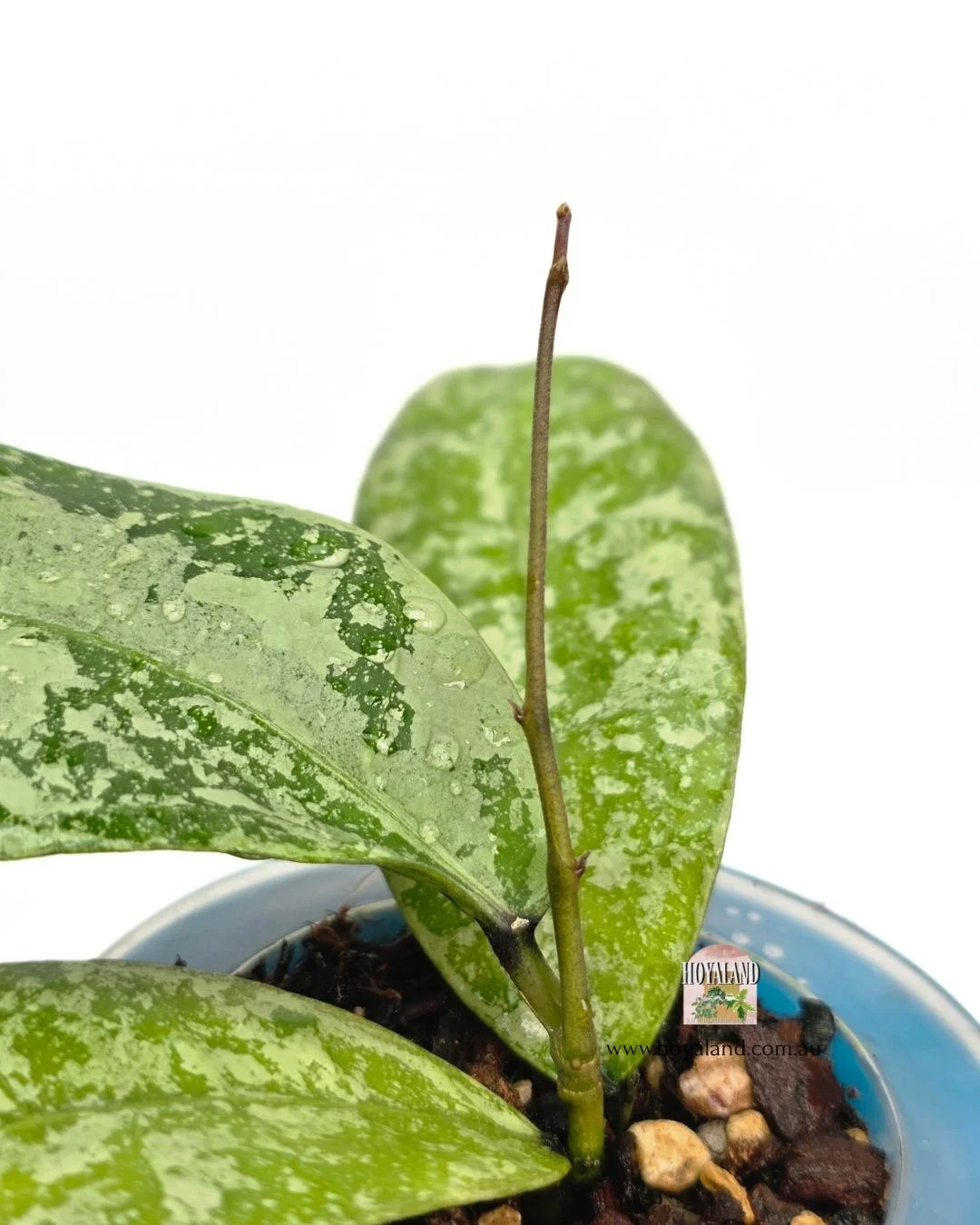 Hoya aff lambii silver (2).jpg