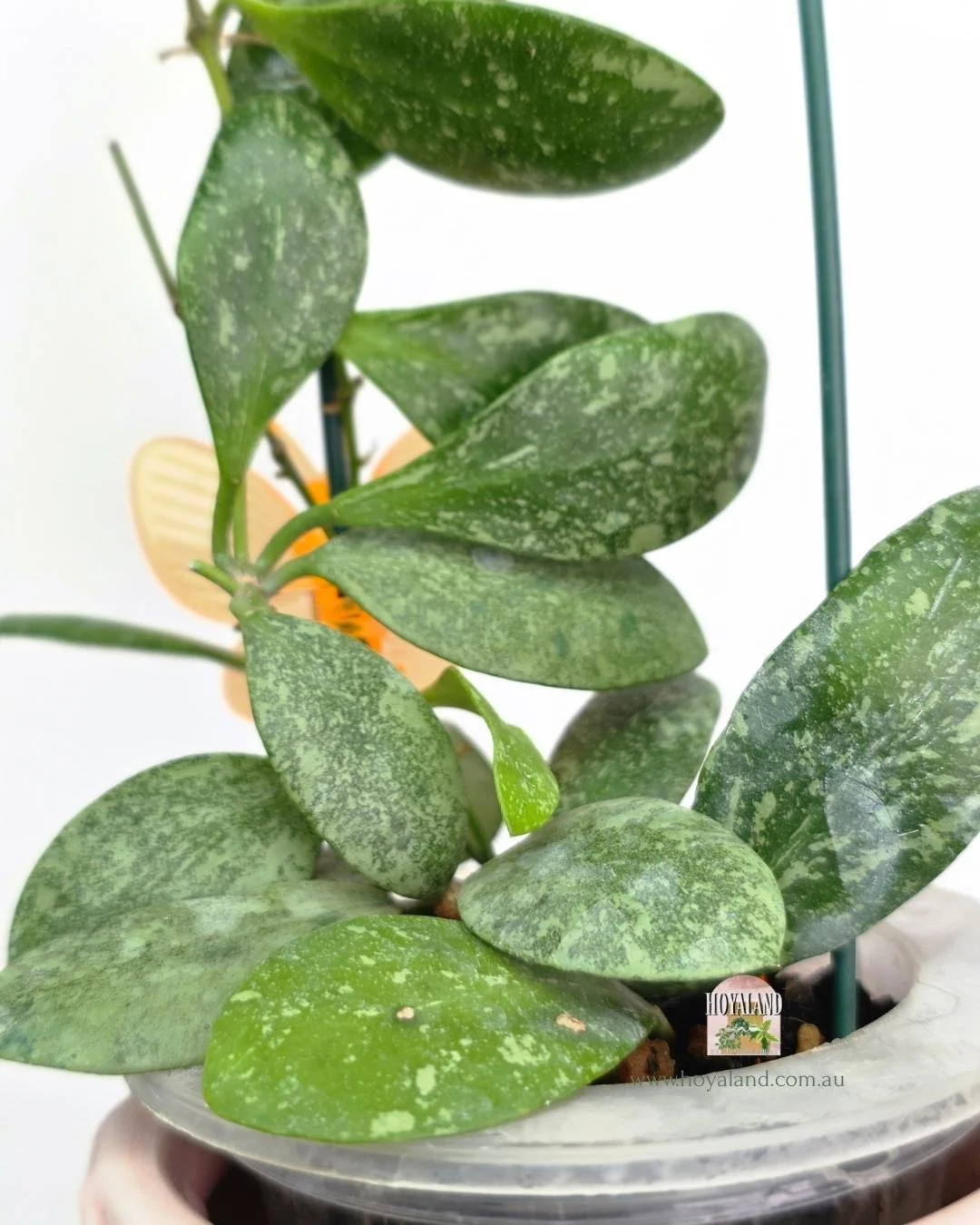 Hoya ETS 10 high splash (8).jpg