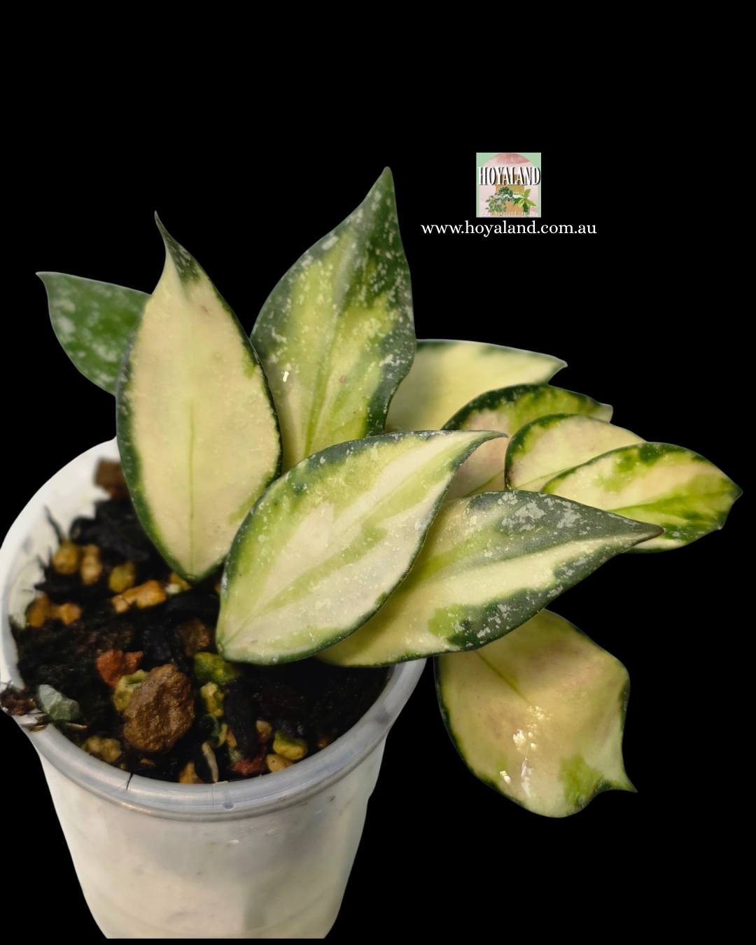 Hoya nabawanensis variegata (1).jpg