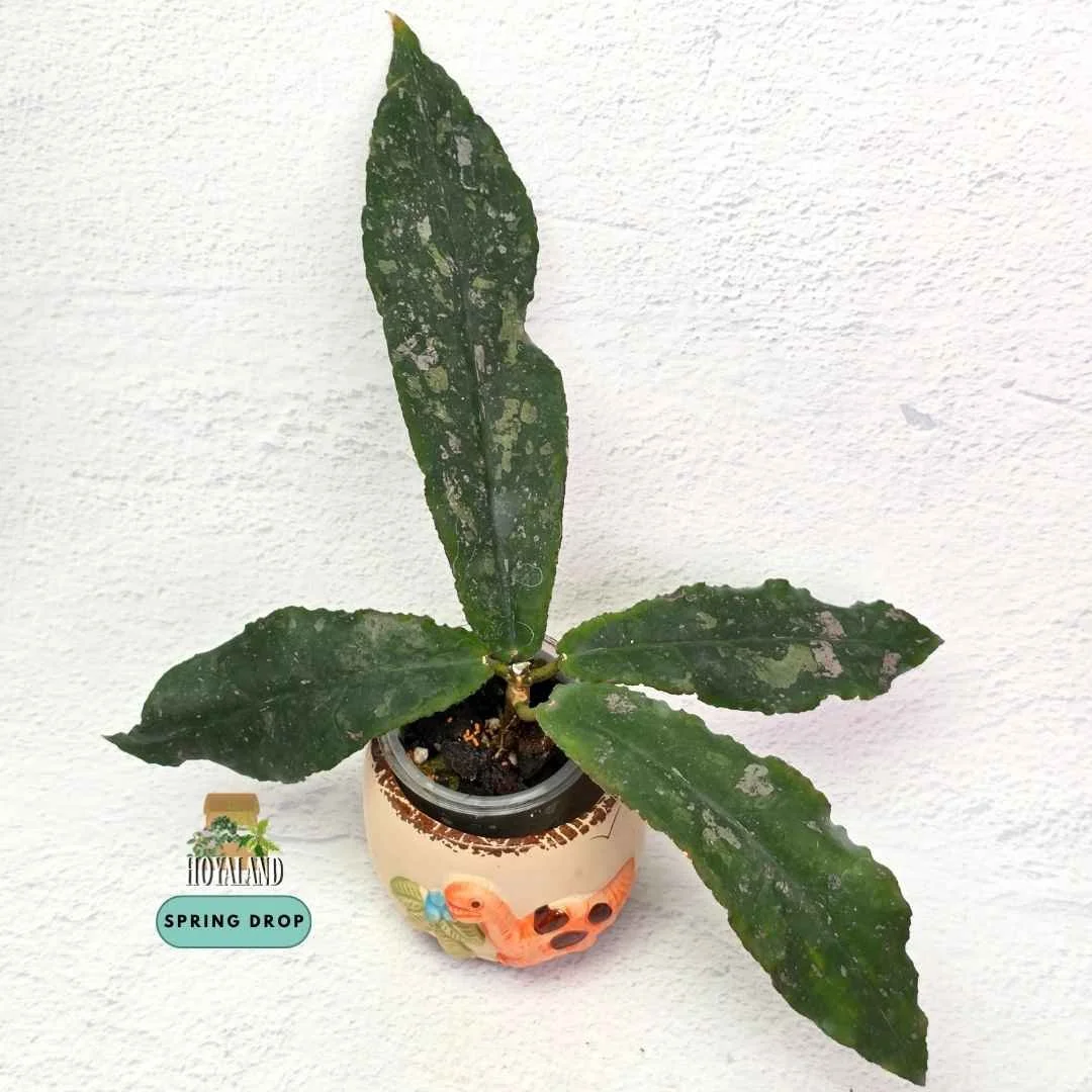 Hoya undulata | Prehistoric Splashy Collector Hoya | Small