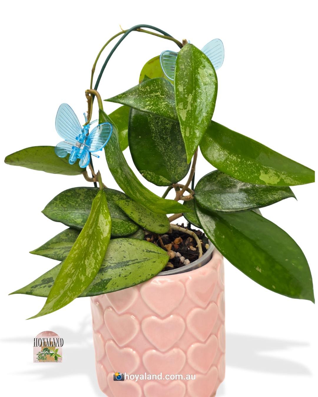 Hoya snow cui silver (2).jpg