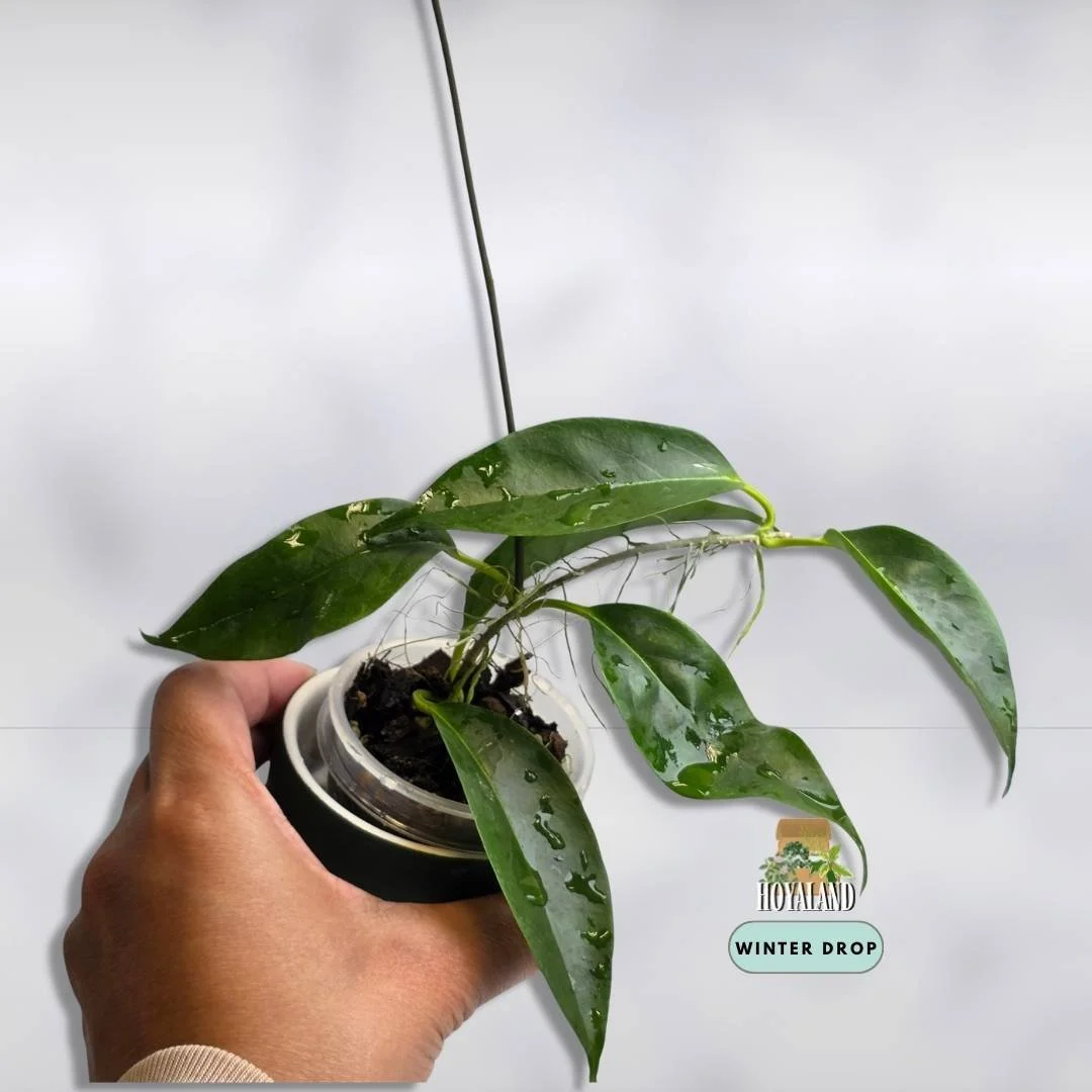 Hoya chloroleuca (4).jpg
