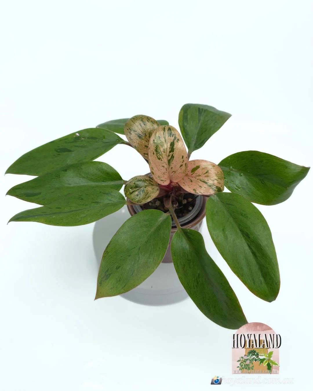 Philodendron red congo dwarf mint (5).jpg