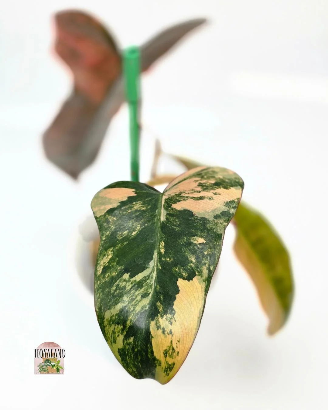 Philodendron brown beauty (8).jpg