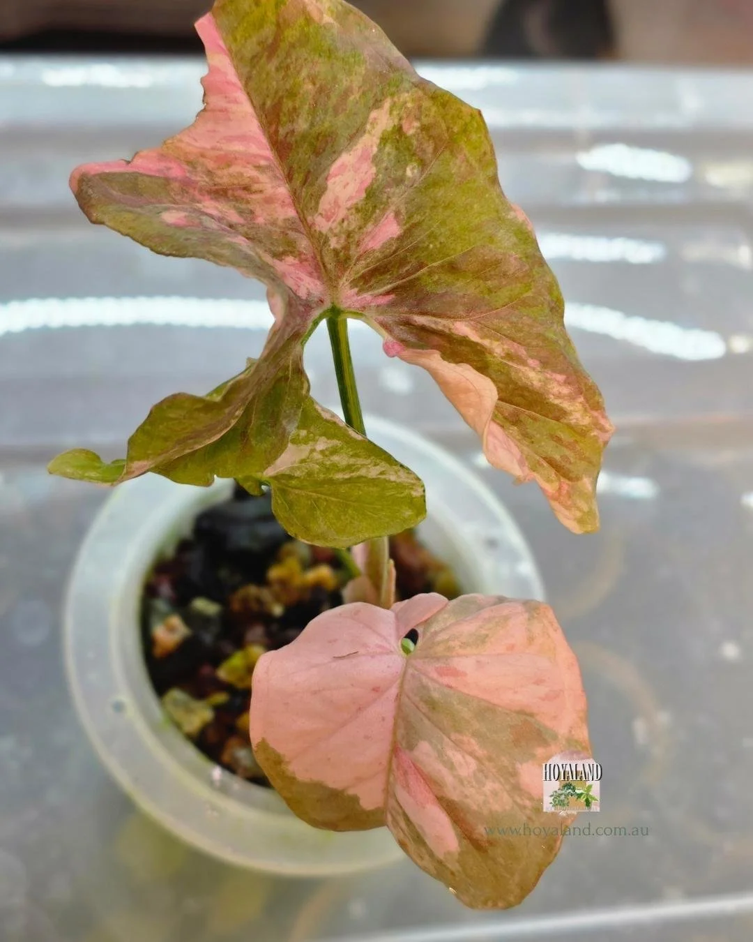 Syngonium confetii mutation (11).jpg