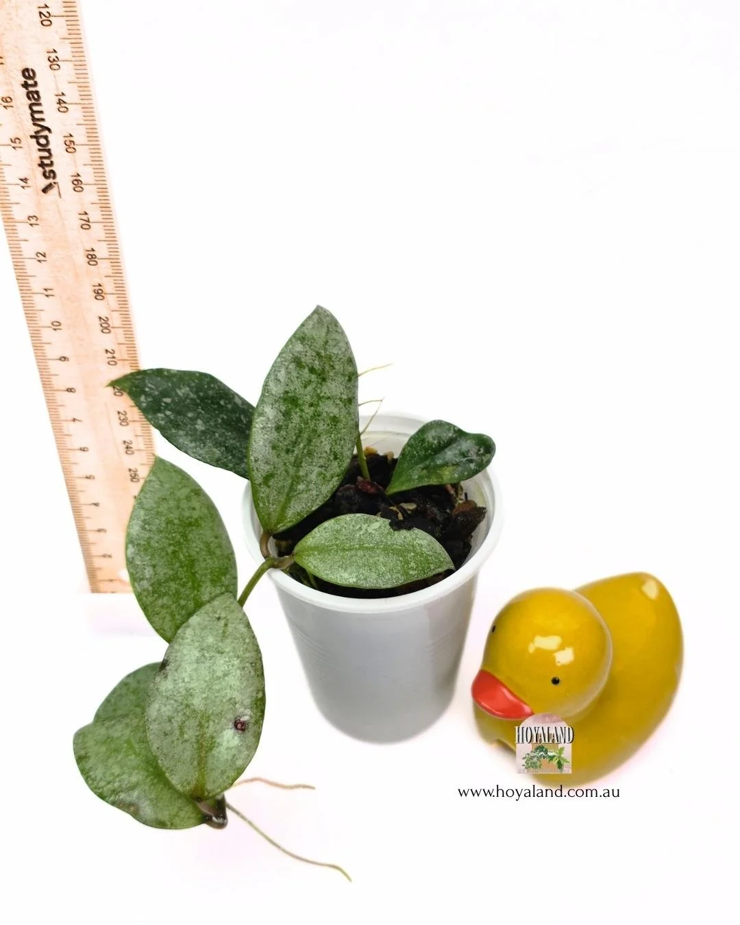 Hoya sp kinabalu (4).jpg