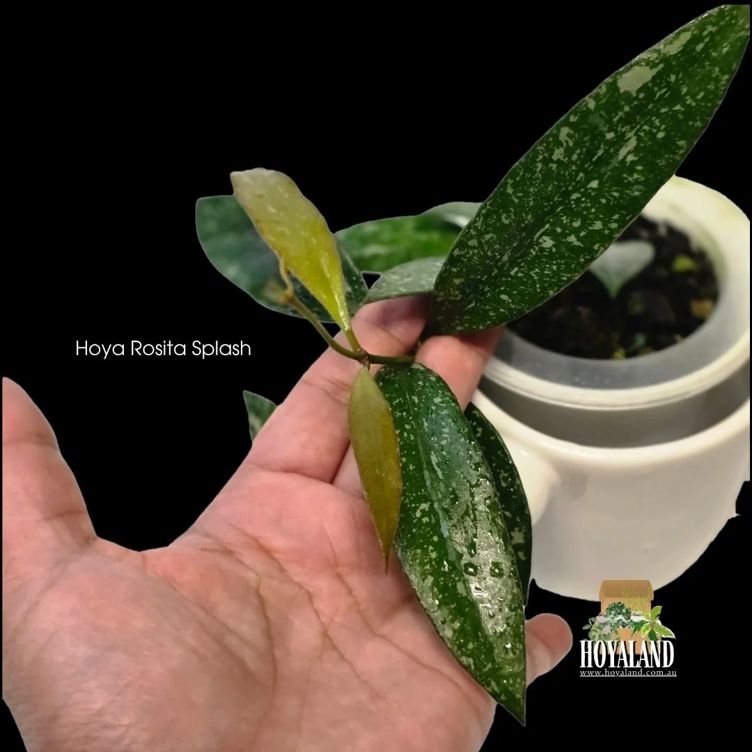 ⛄ Hoya Rosita splash